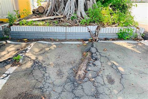 震巽 樹根破壞地基